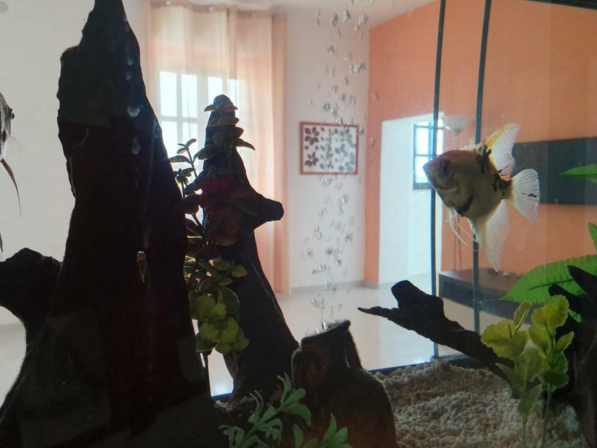 Il Casale Di Zi'Leo Bed & Breakfast กัมโปมาริโน ภายนอก รูปภาพ